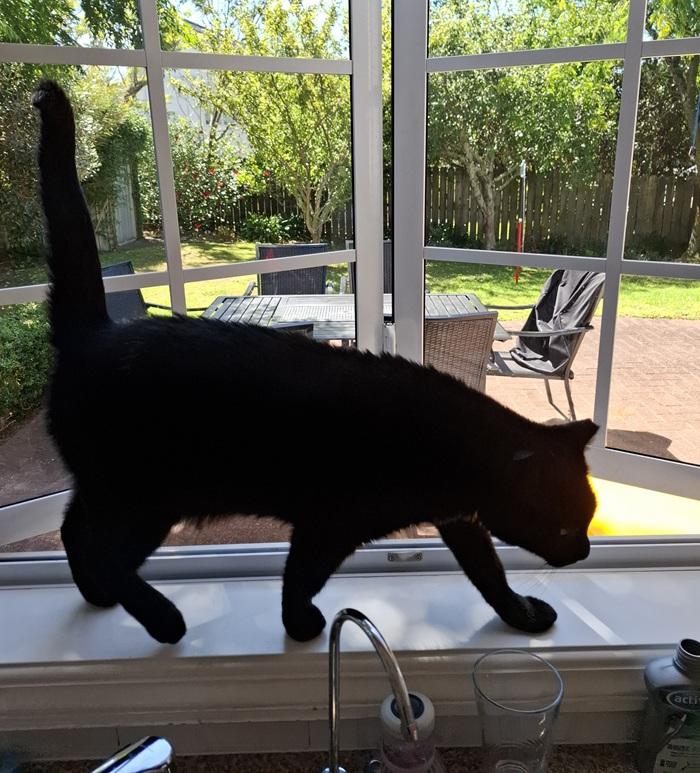 Murphy has found love and stability in his forever home. 