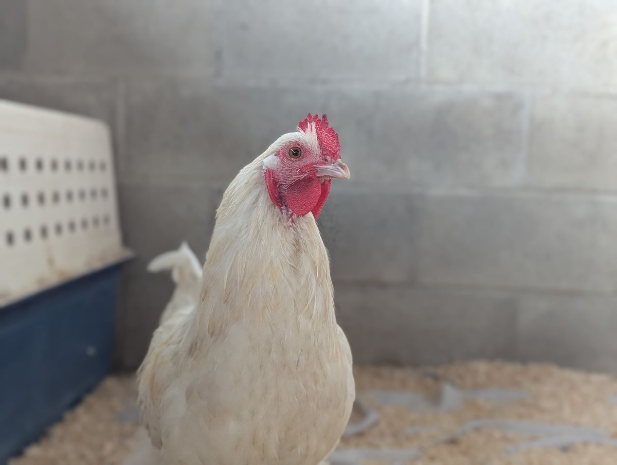 Gallery image: Junior