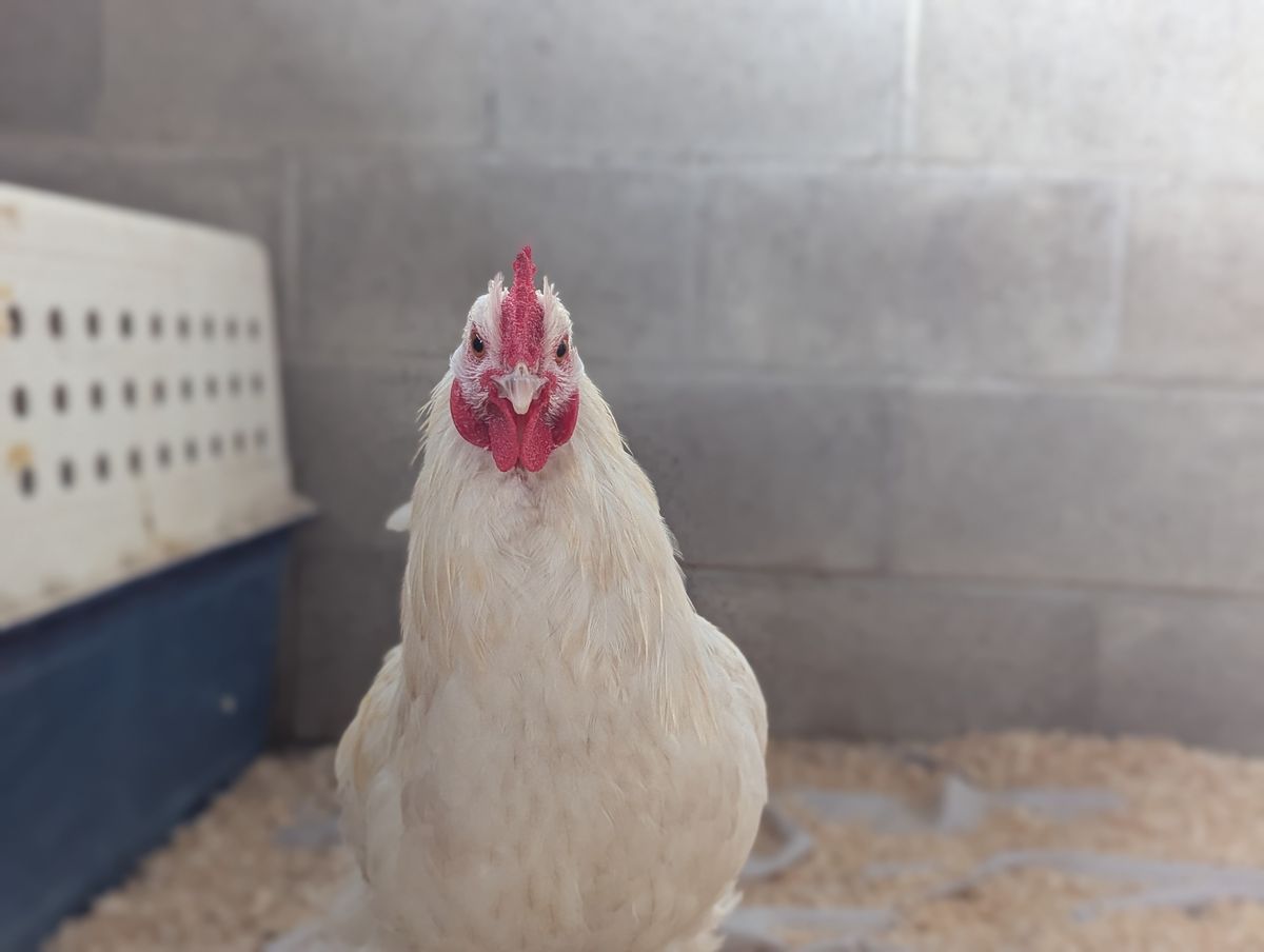 Gallery image: Junior