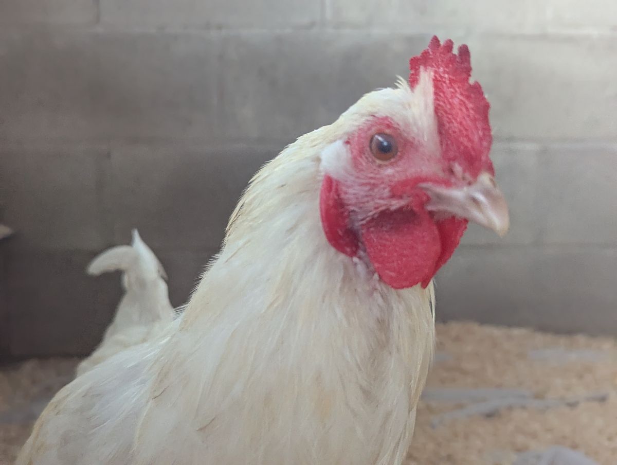 Gallery image: Junior