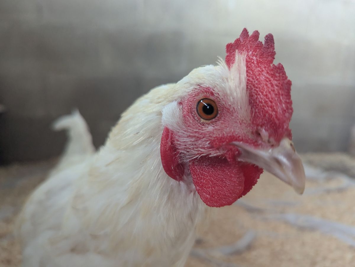 Gallery image: Junior