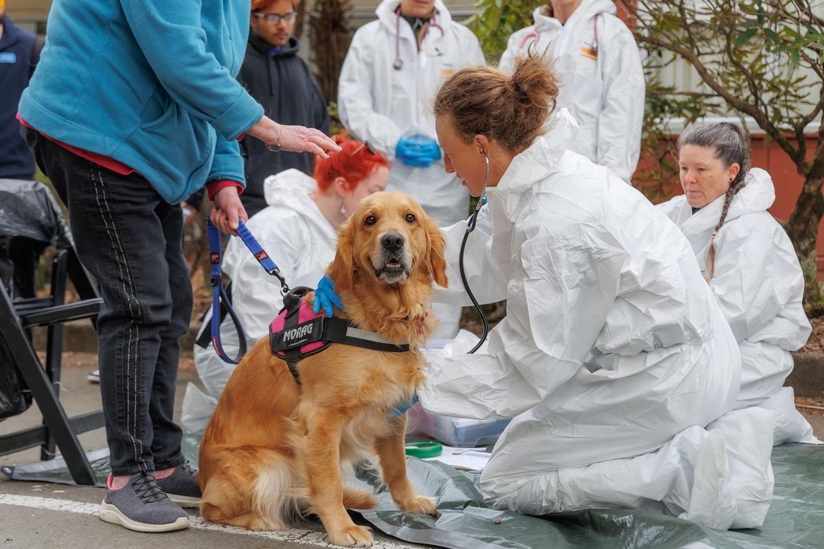SPCA Wellington’s Canine Health Event helps local dogs and their owners 