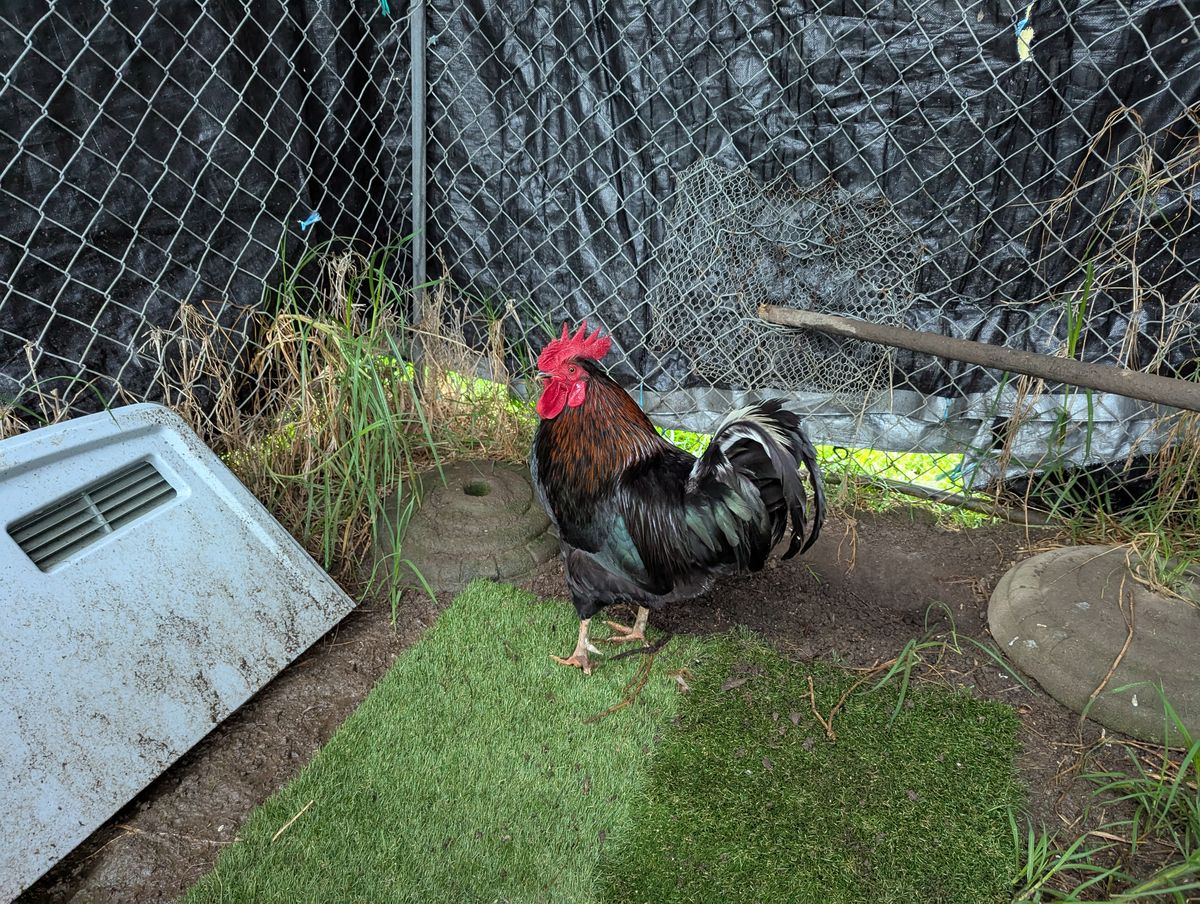 Gallery image: Steve