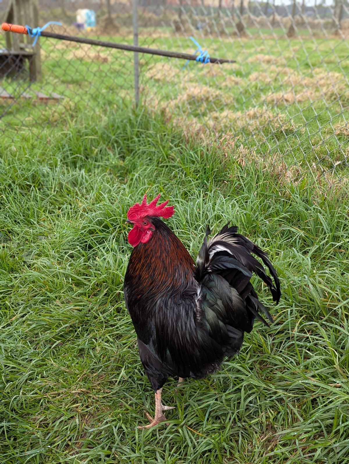 Gallery image: Steve