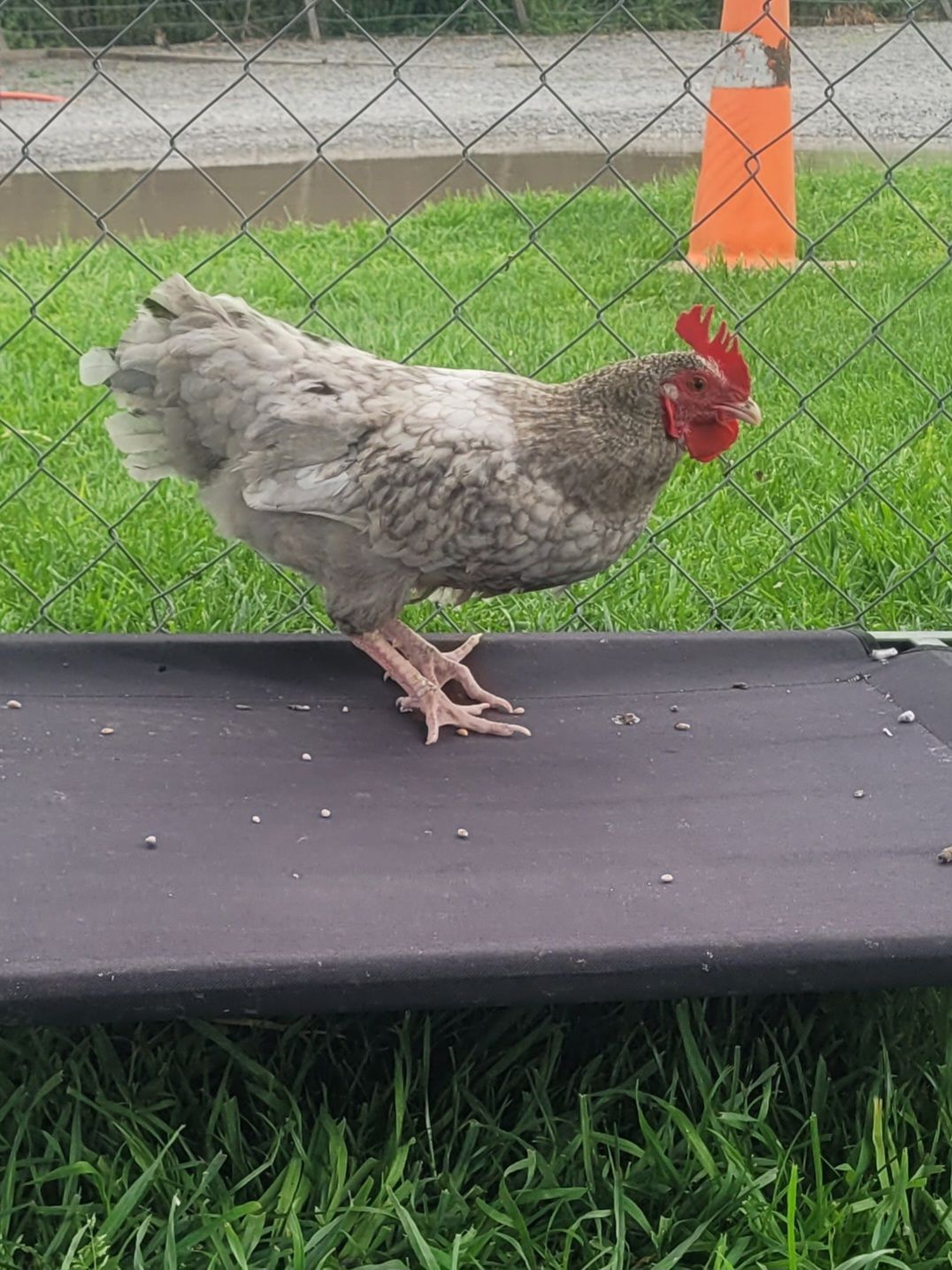 Gallery image: Lopê