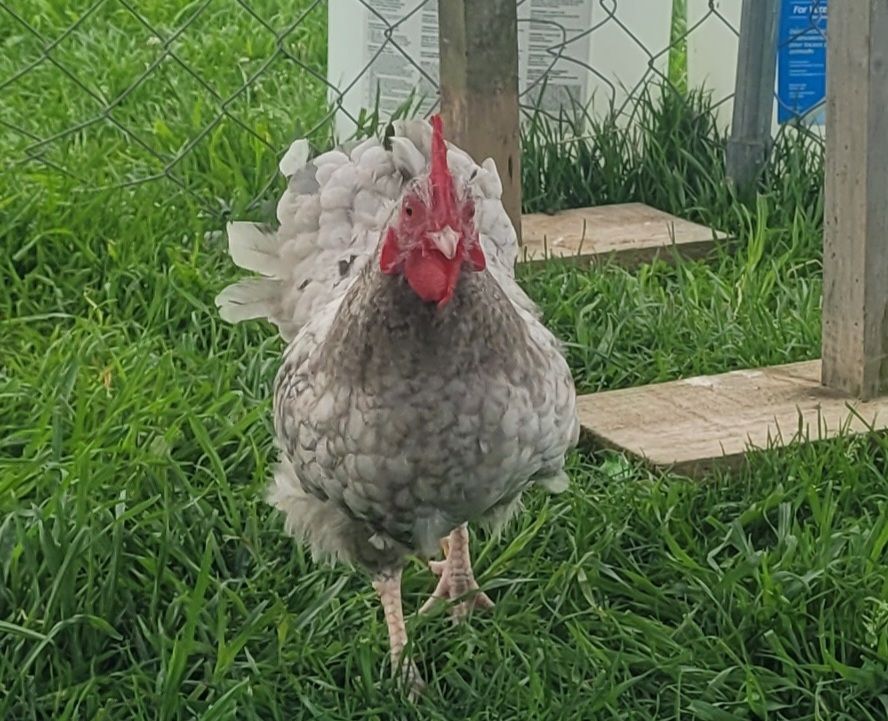 Gallery image: Lopê