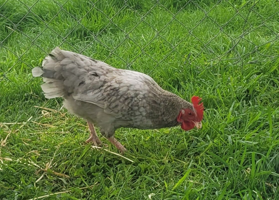 Gallery image: Lopê