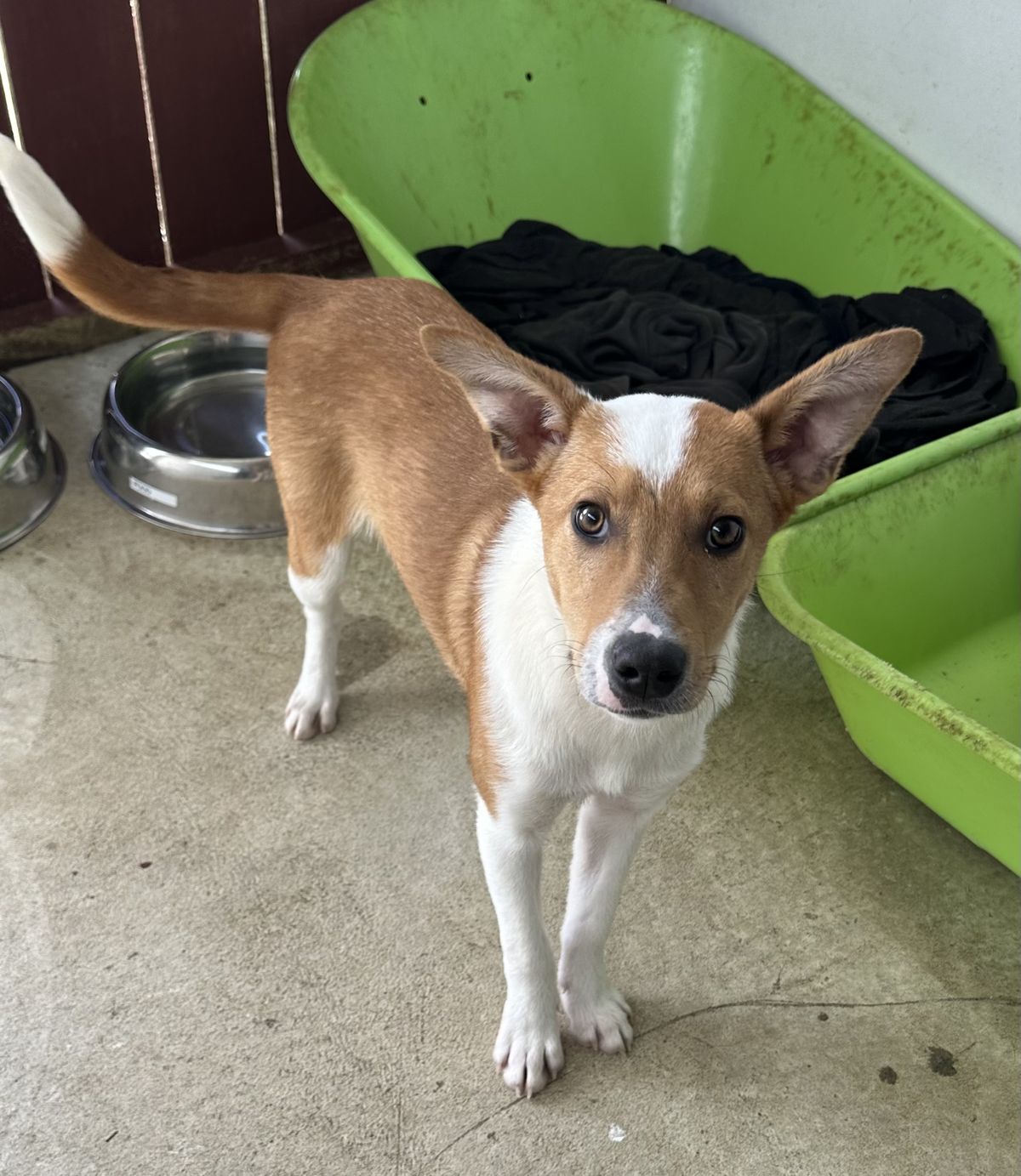 Gallery image: Fudge