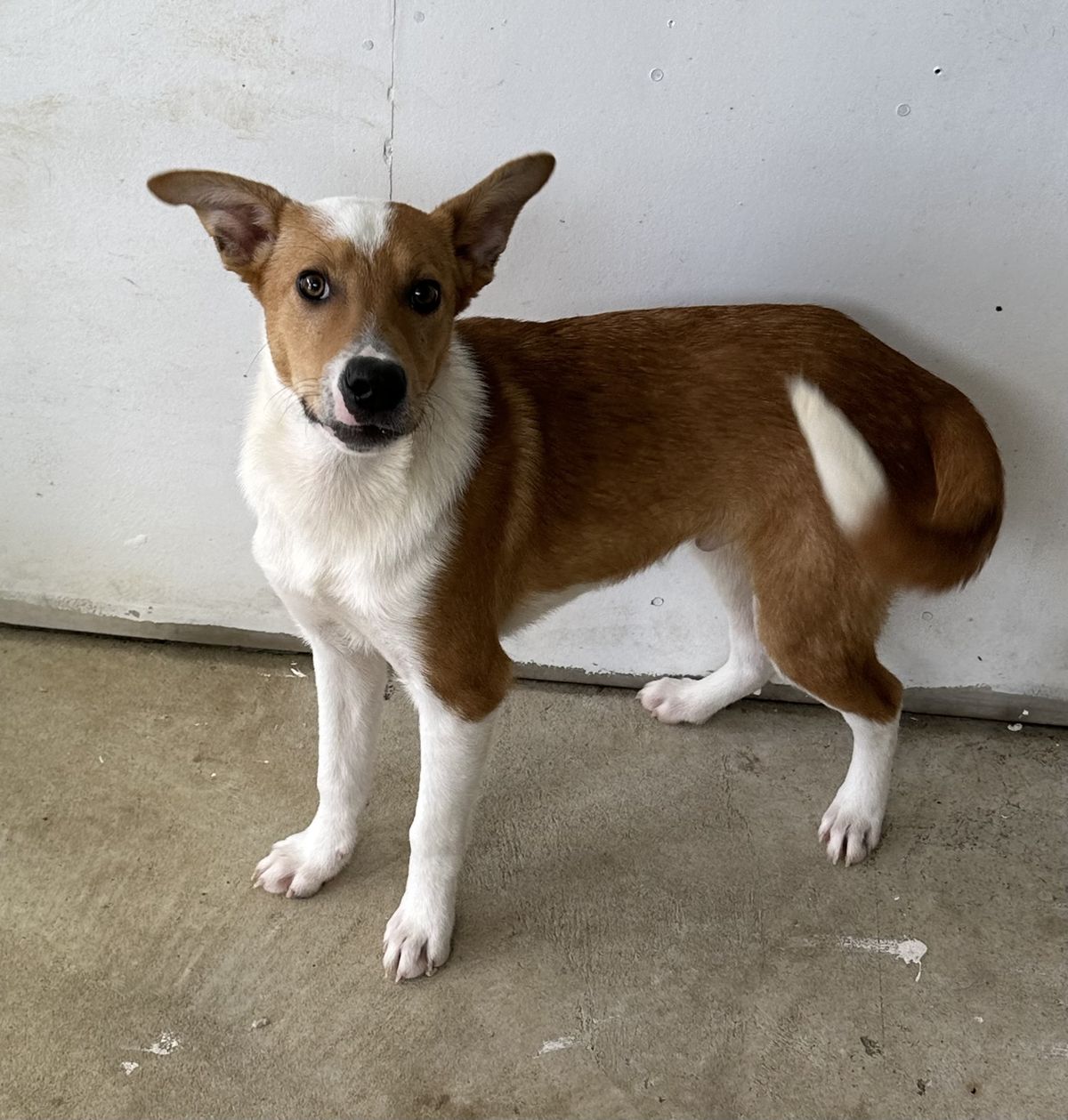 Gallery image: Fudge