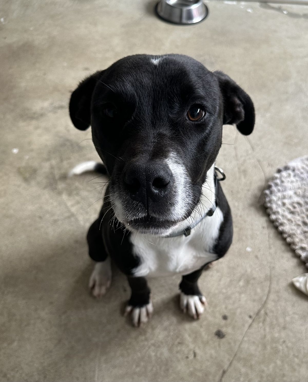 Gallery image: Dougal