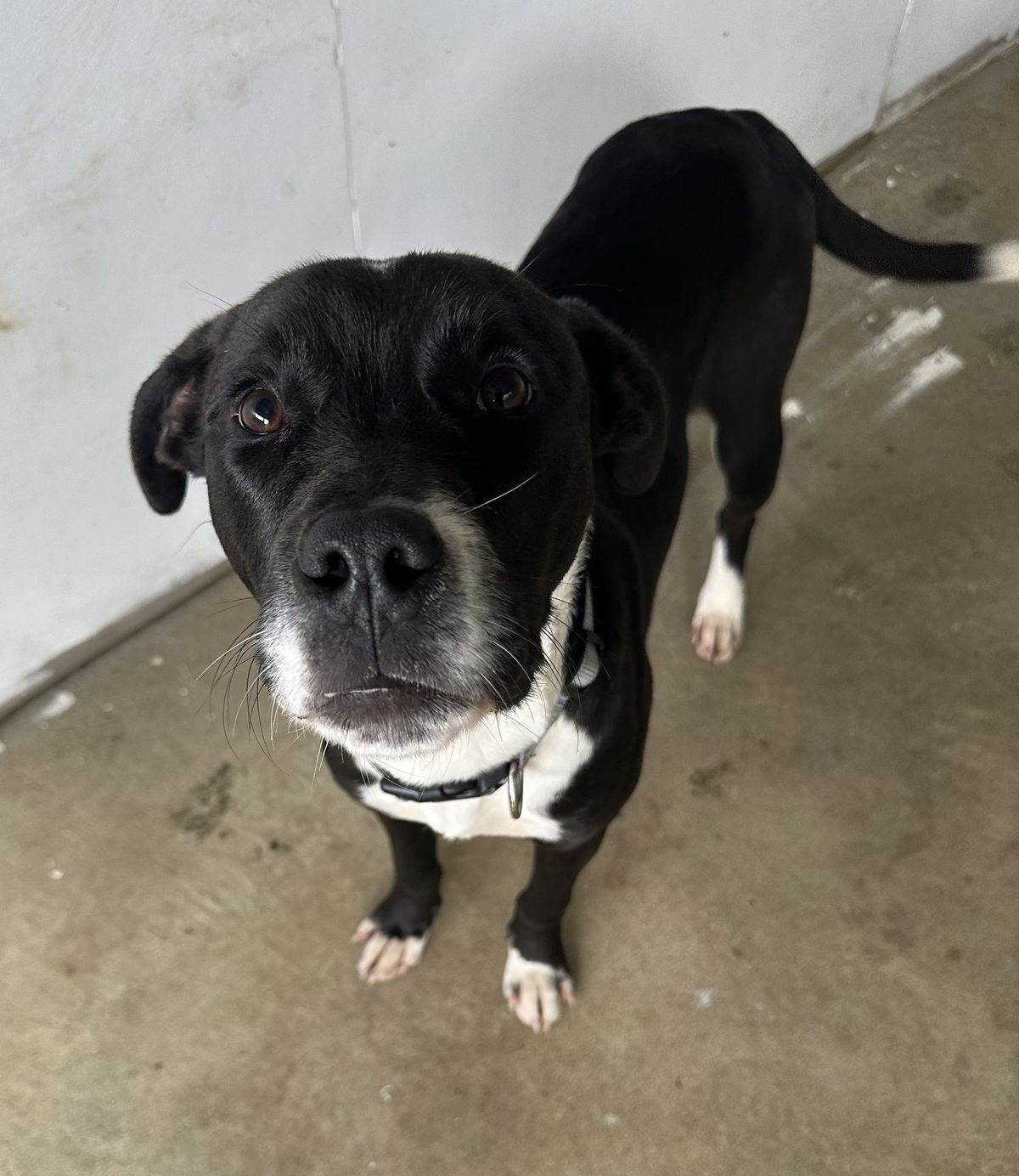 Gallery image: Dougal