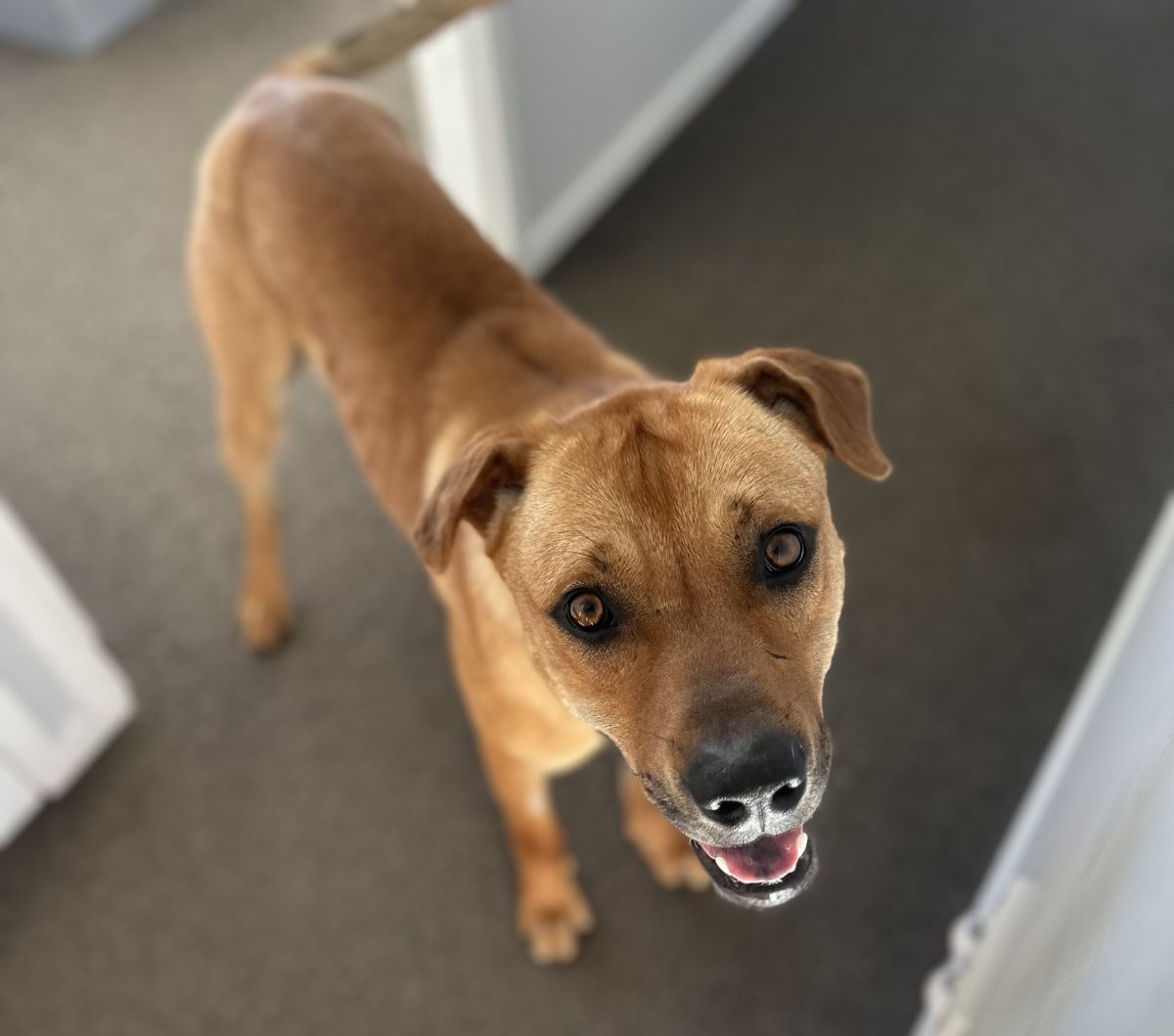 Gallery image: Stanley