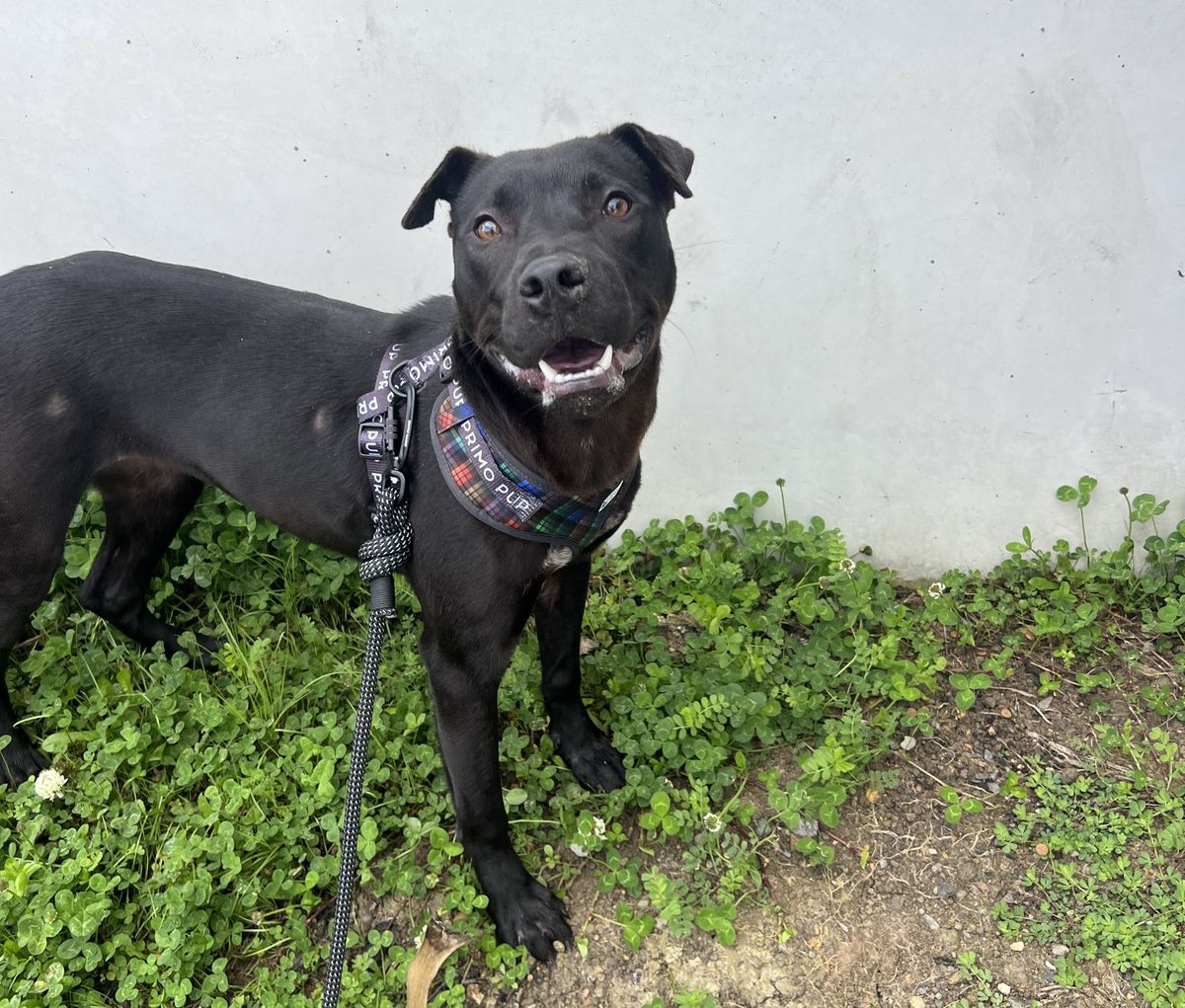 Gallery image: Sundae