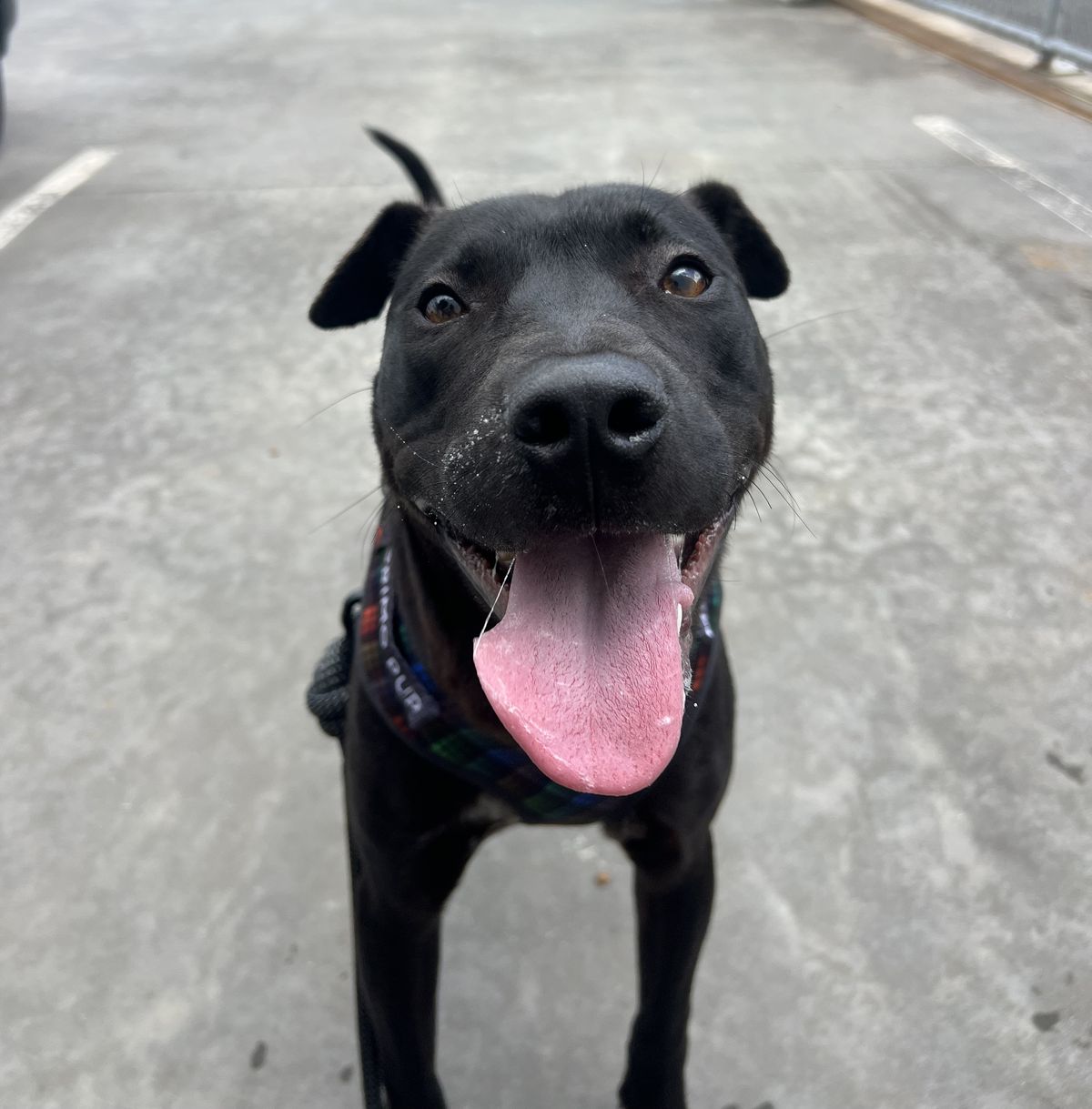 Gallery image: Sundae