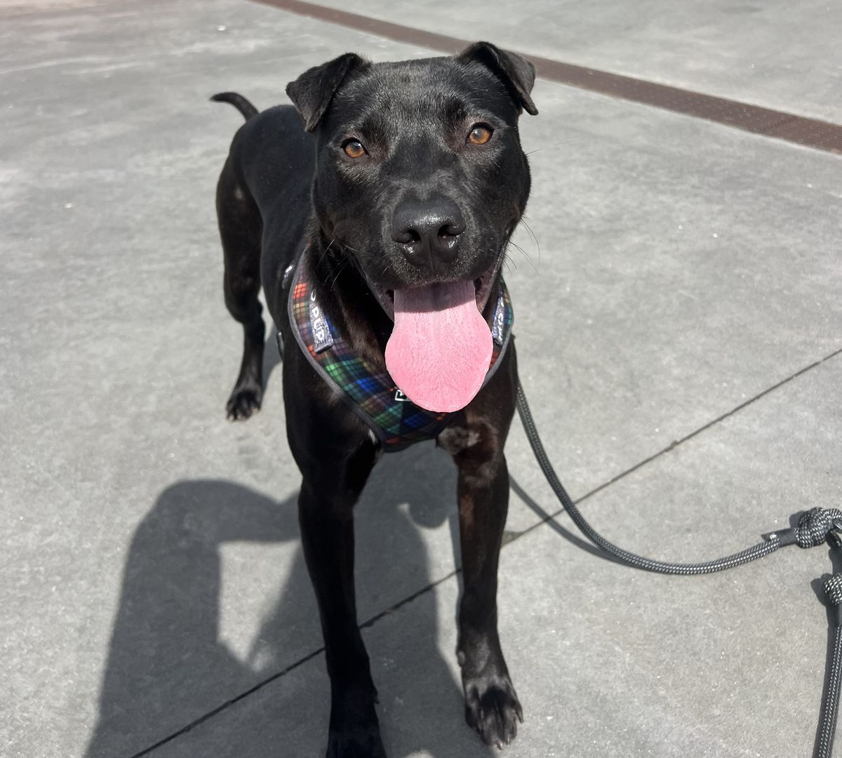 Gallery image: Sundae