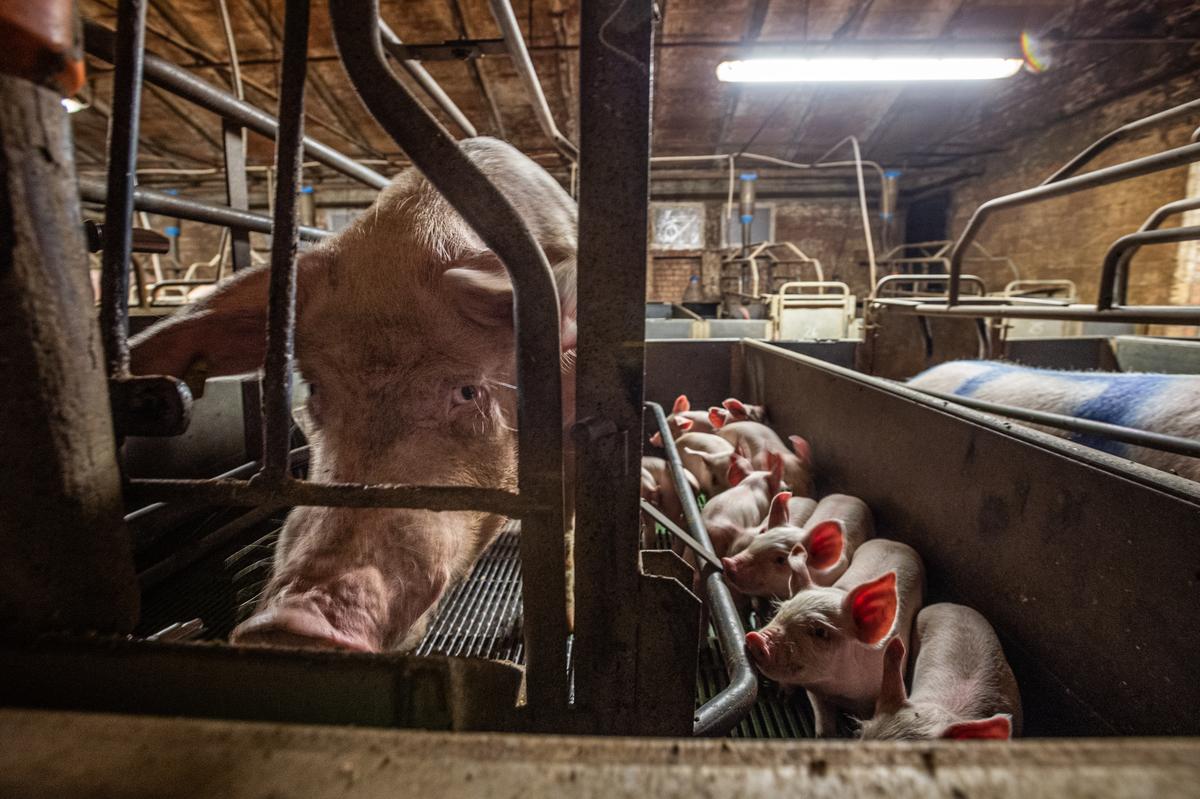Speak Up for Mother Pigs: Say ‘No’ to Farrowing Crates