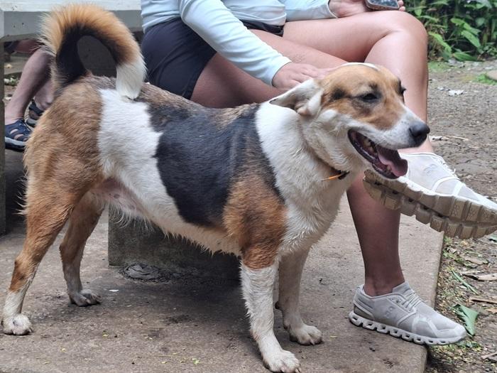 Dog from SPCA Cook Islands