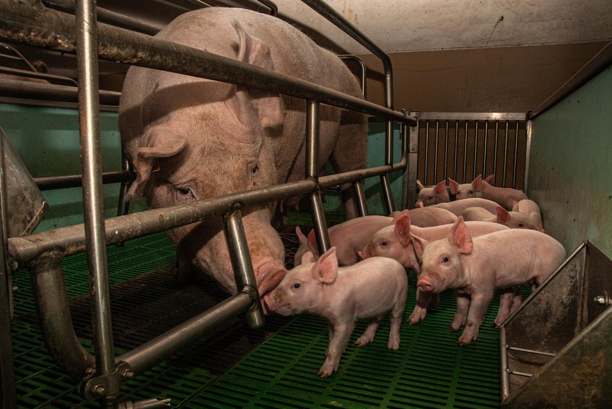 SPCA urges New Zealanders to speak up on farrowing crates