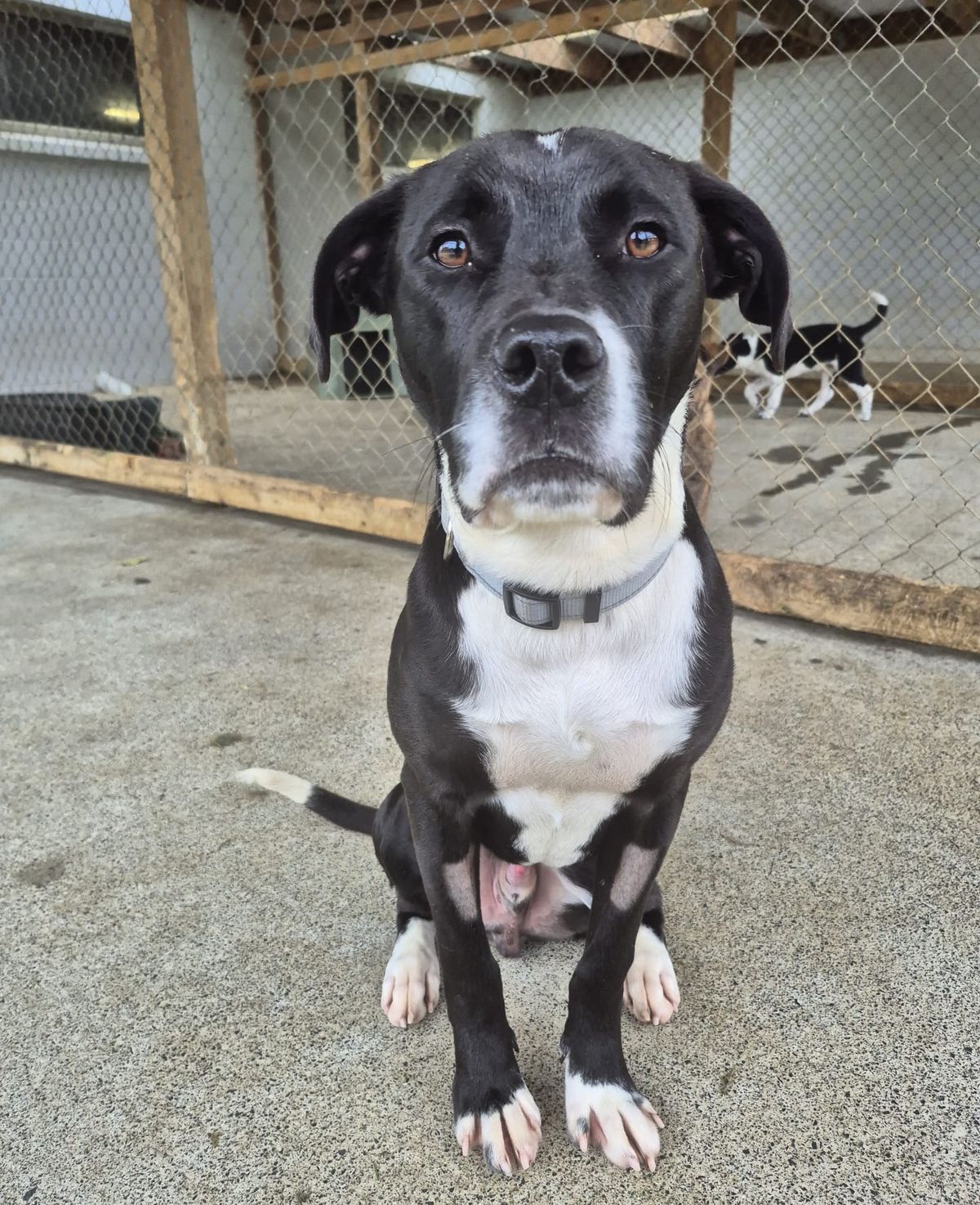 Gallery image: Dougal