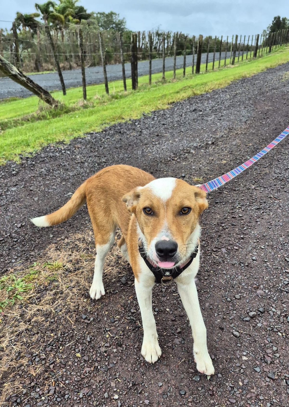 Gallery image: Fudge