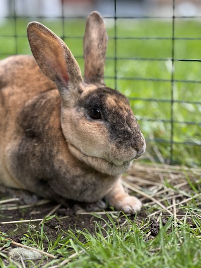 Madam Violette Pawsbury