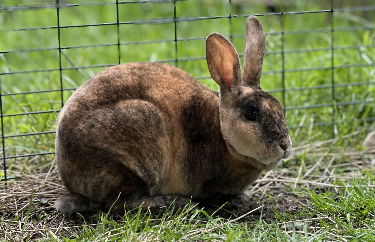 Gallery image: Madam Violette Pawsbury