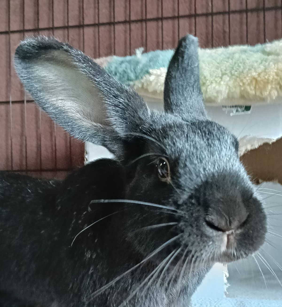 Gallery image: Moonshine