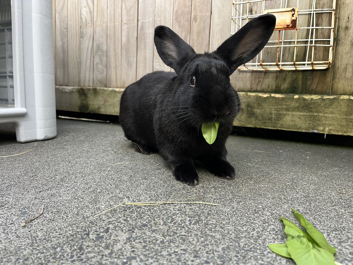 Gallery image: Moonshine