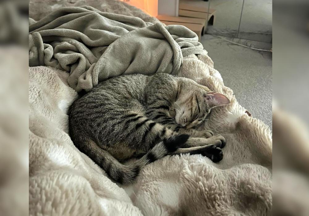 From Rescued to Rehomed: Empurress’s story