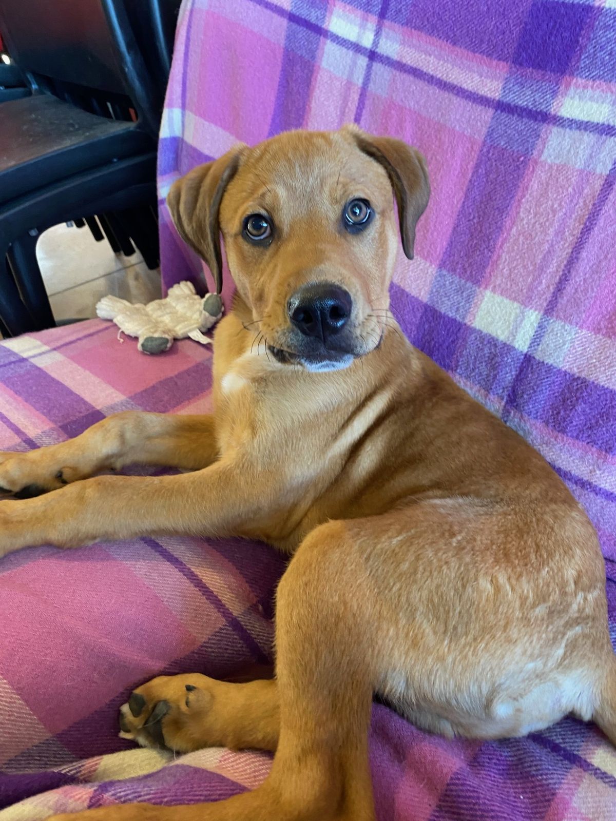 Gallery image: Nugget