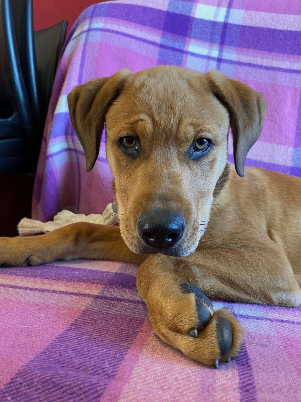 Gallery image: Nugget