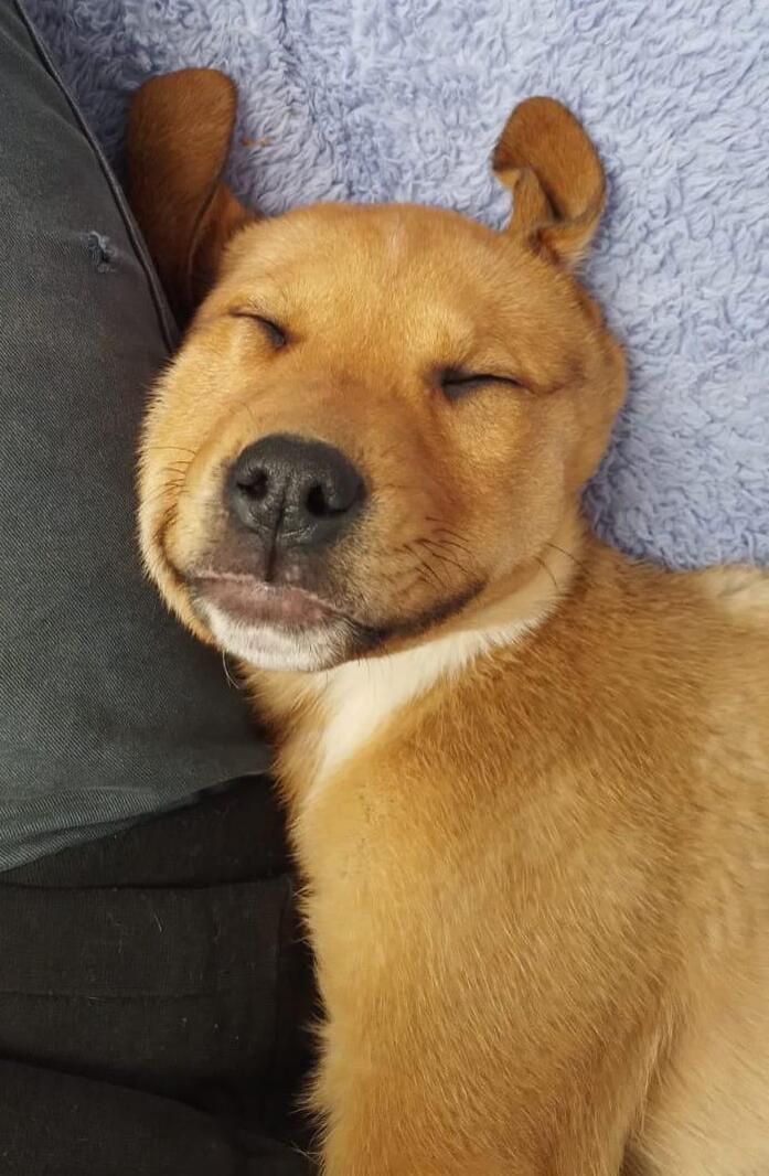 Gallery image: Nugget