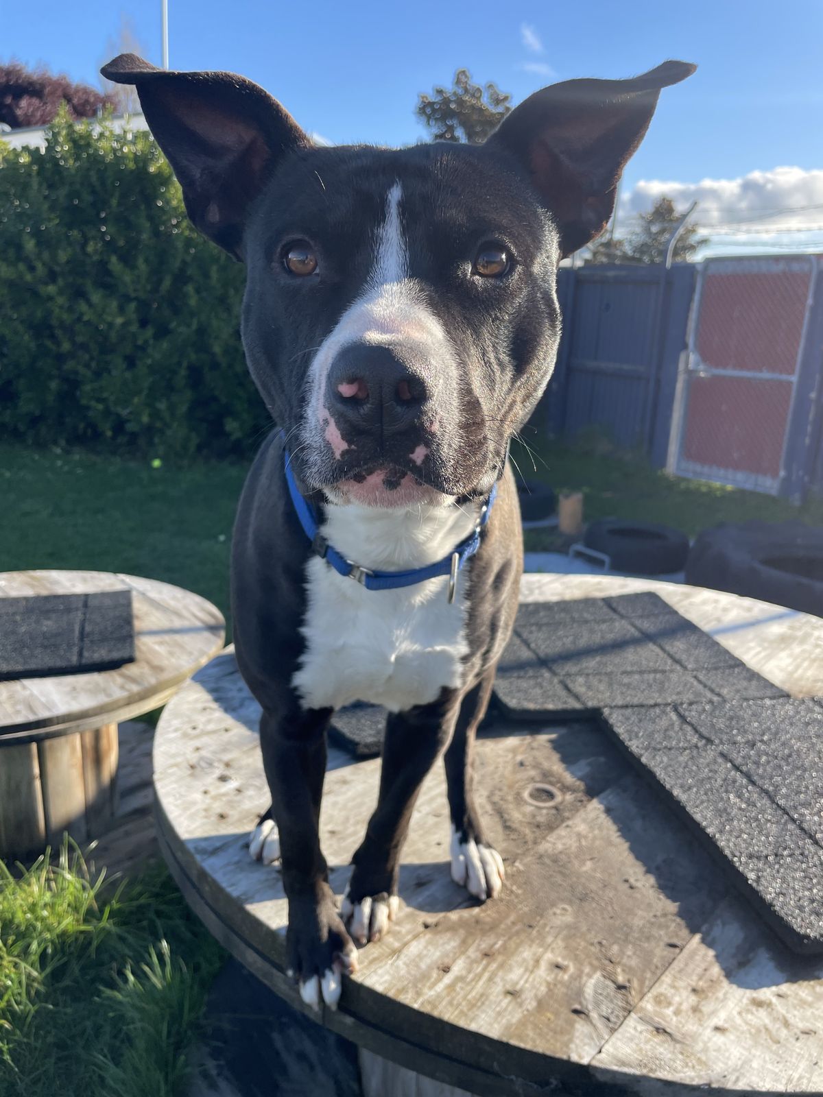 Gallery image: Seamus