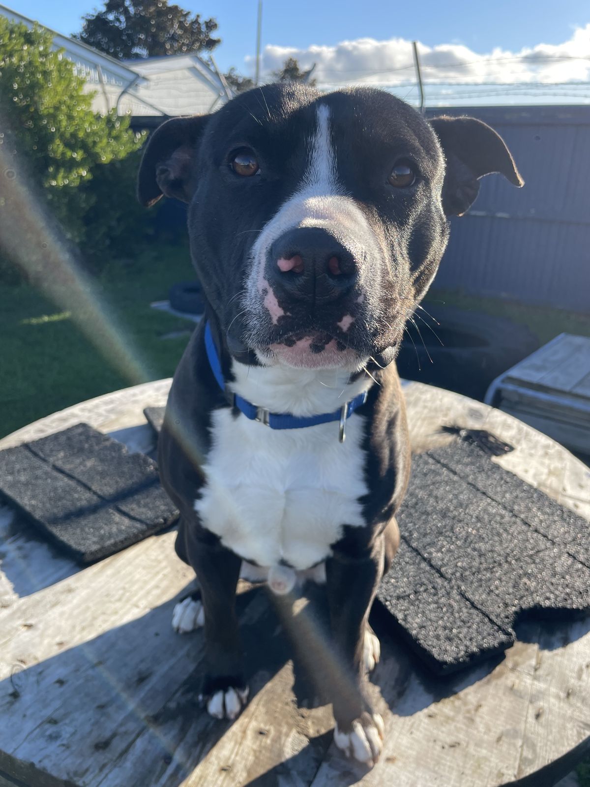 Gallery image: Seamus