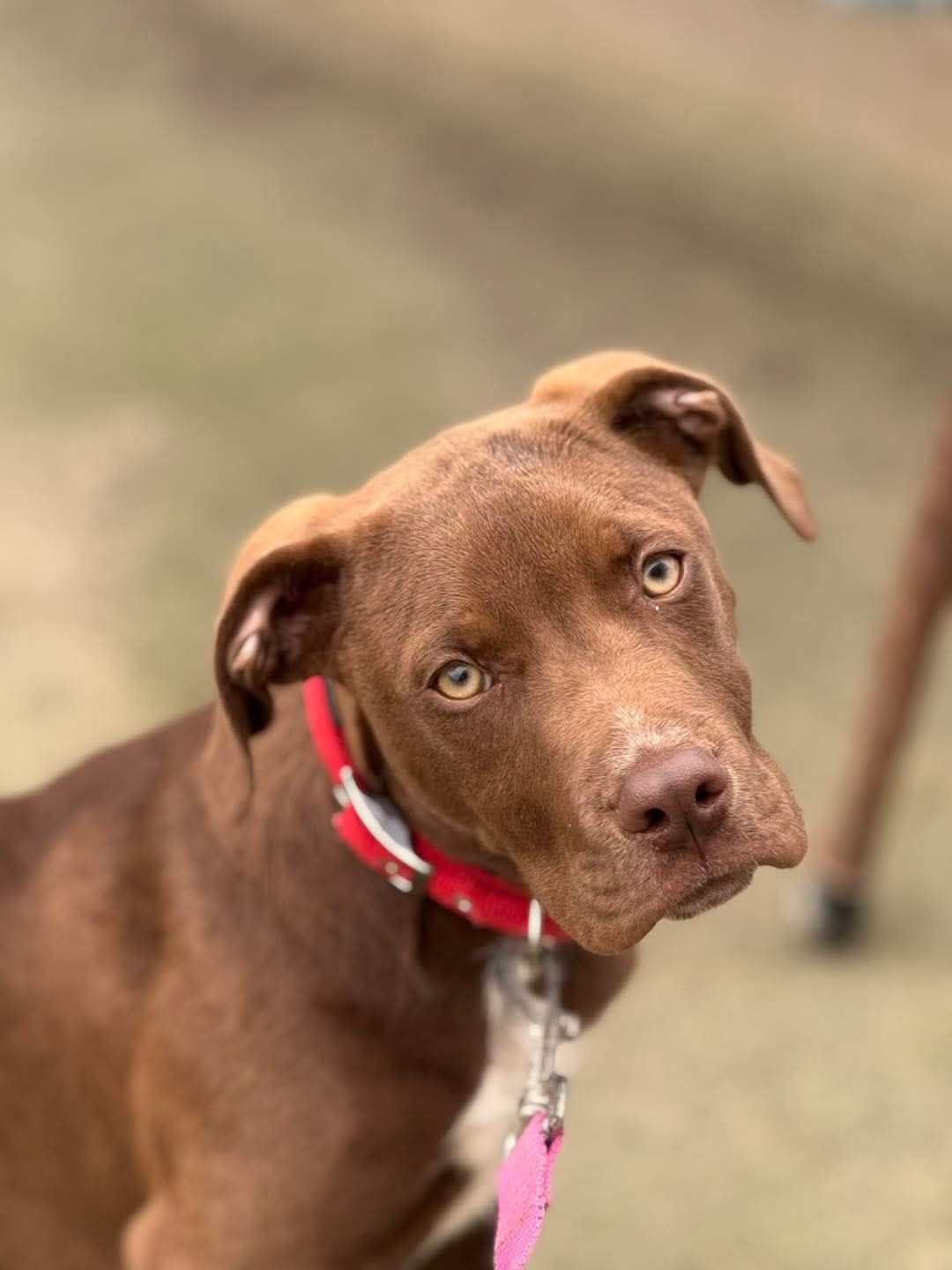 Gallery image: Rocky