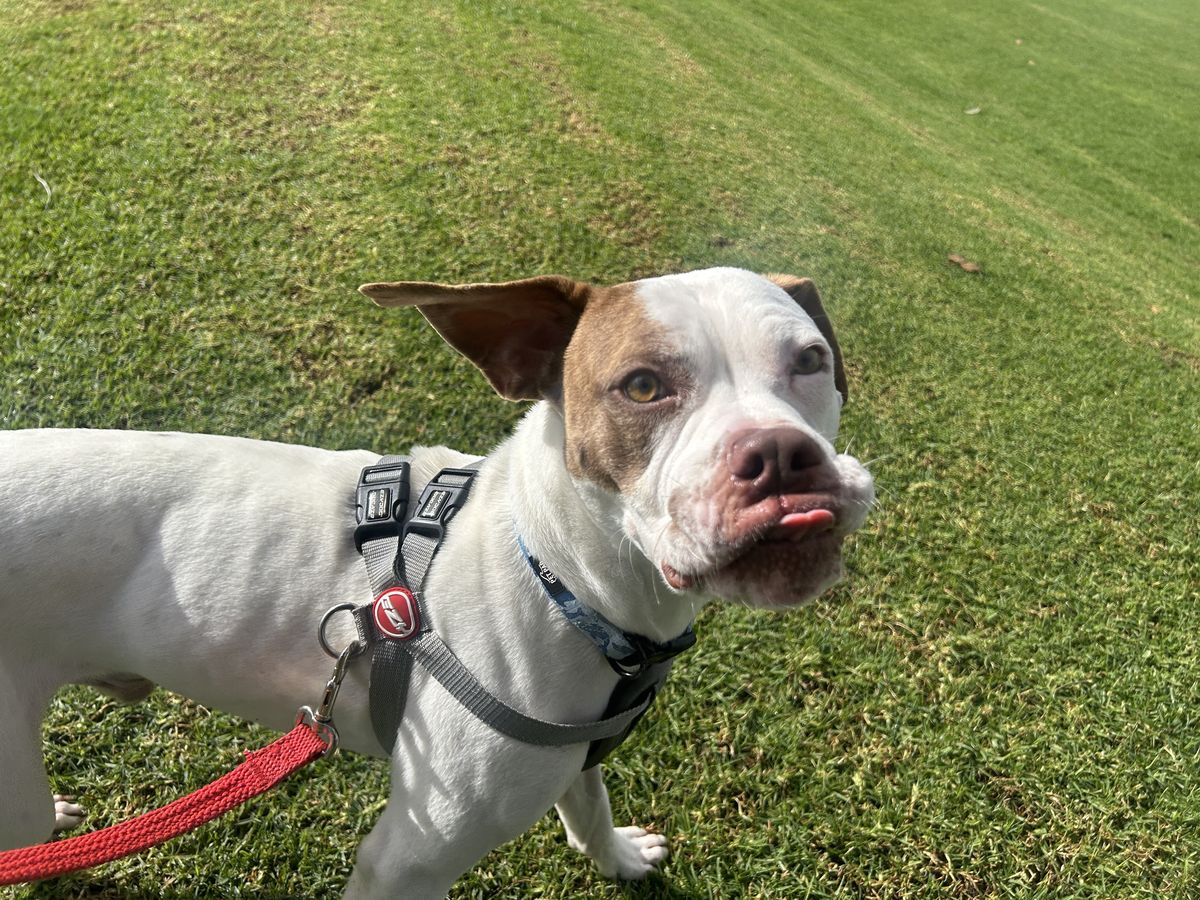 Gallery image: Peanut