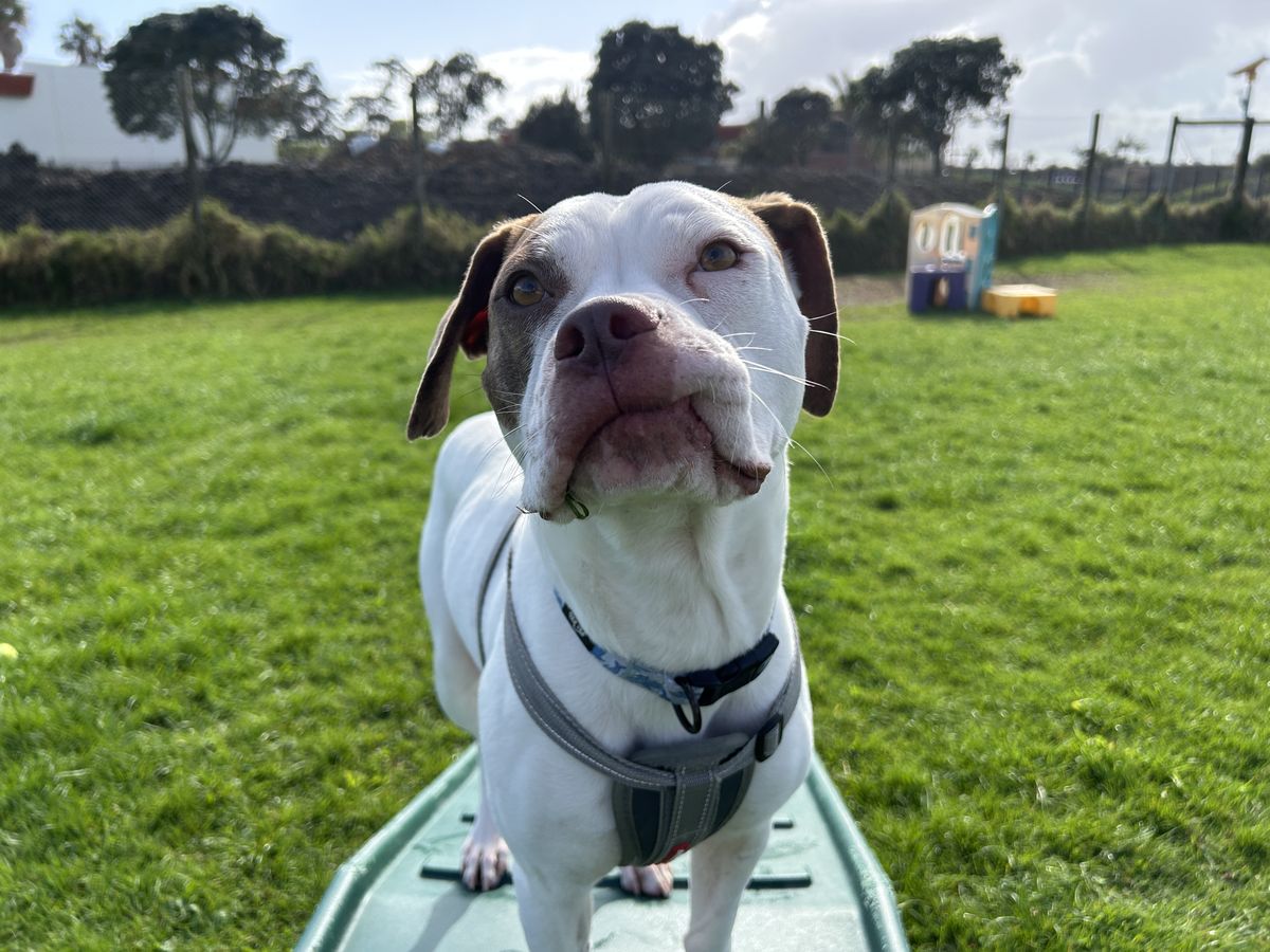 Gallery image: Peanut