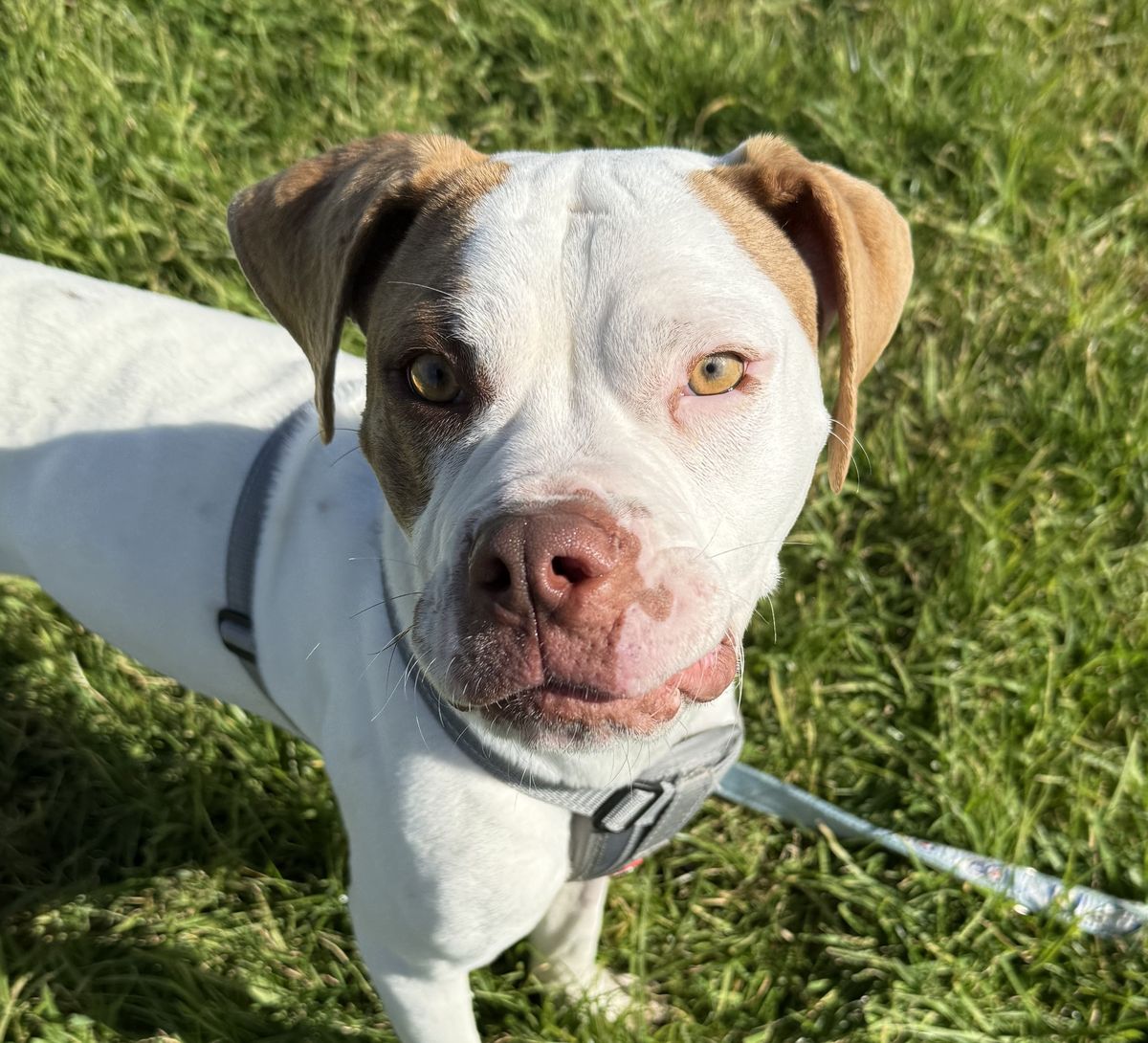 Gallery image: Peanut