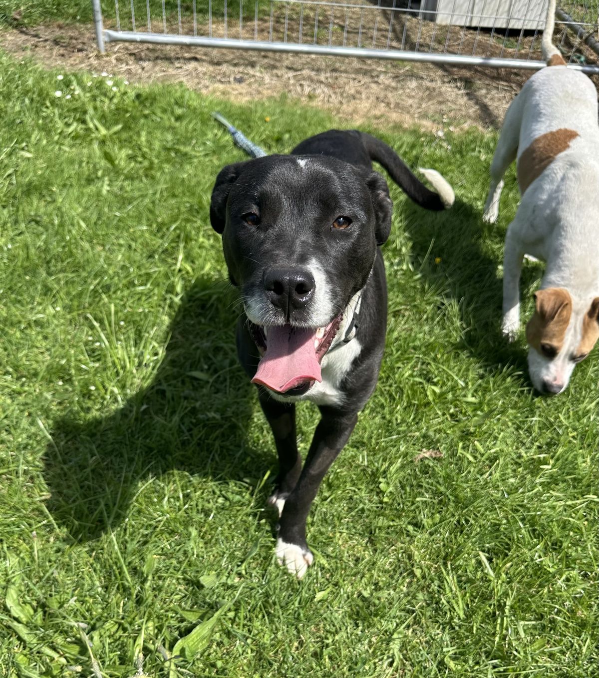 Gallery image: Dougal