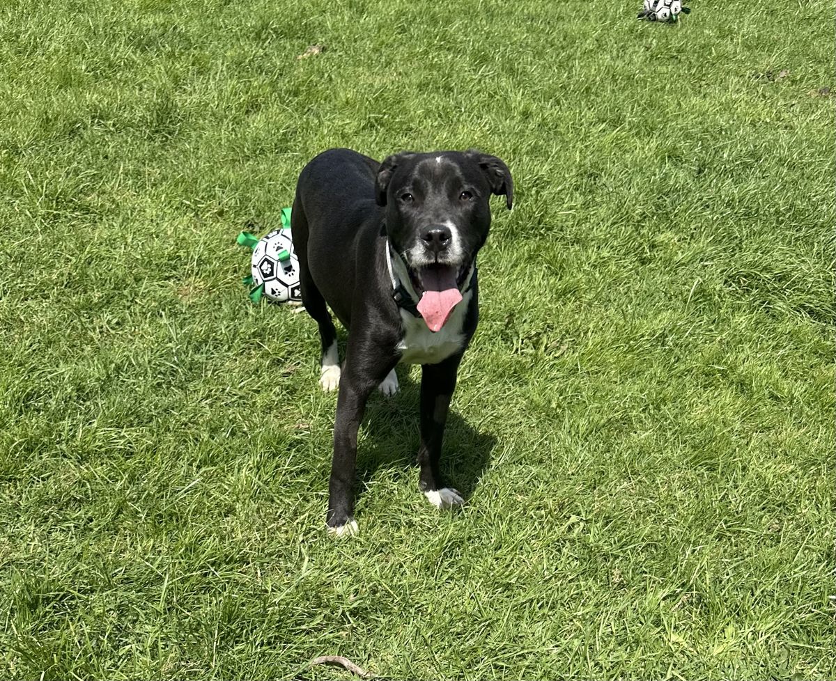 Gallery image: Dougal