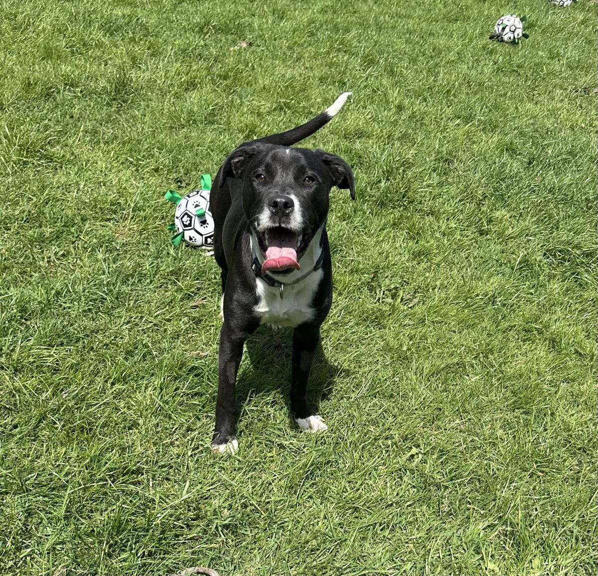 Gallery image: Dougal