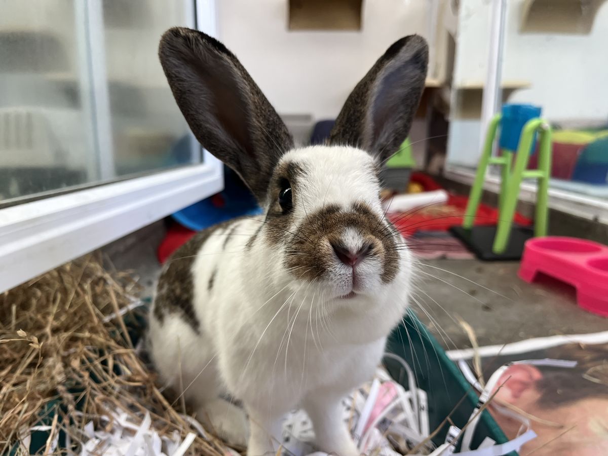 Gallery image: Billie