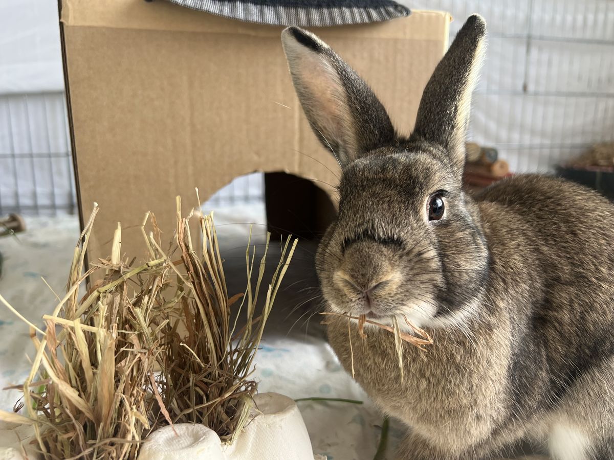 Gallery image: Goose