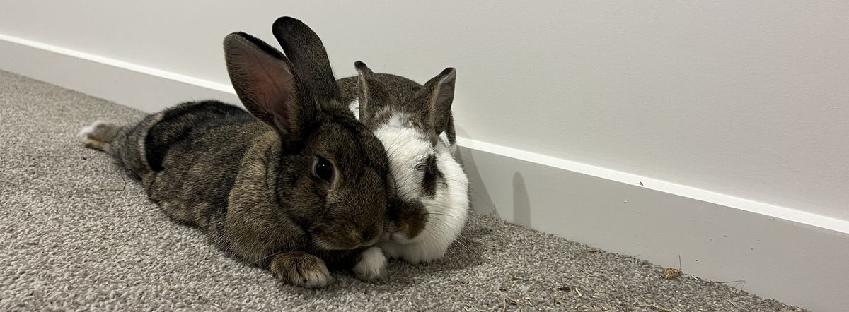 Gallery image: Goose