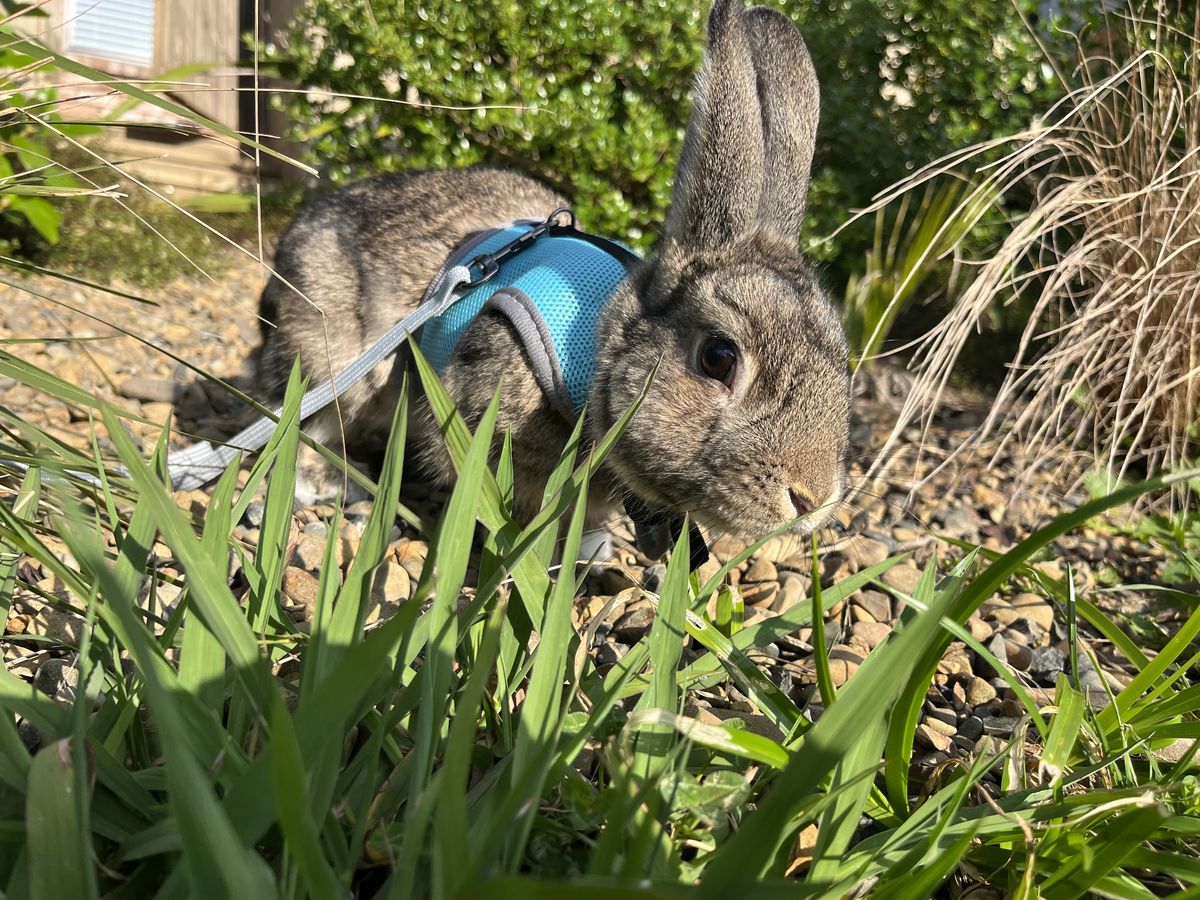 Gallery image: Goose