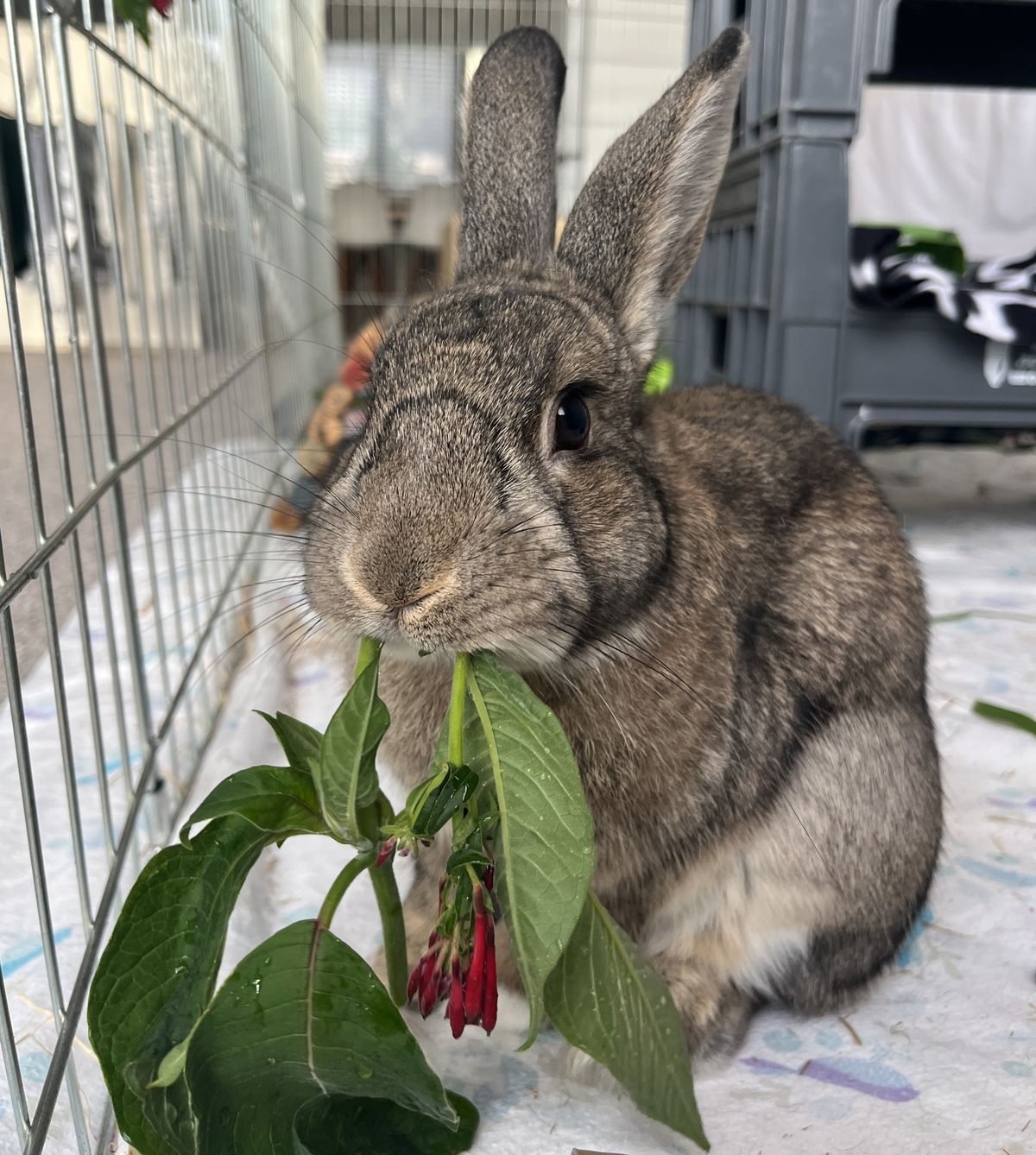 Gallery image: Goose