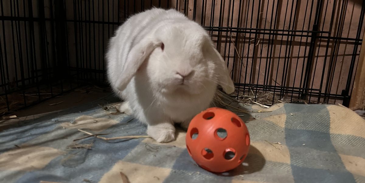 Gallery image: Kimchi