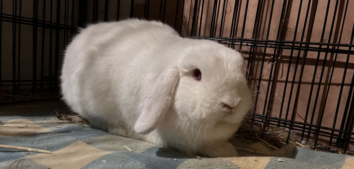 Gallery image: Kimchi