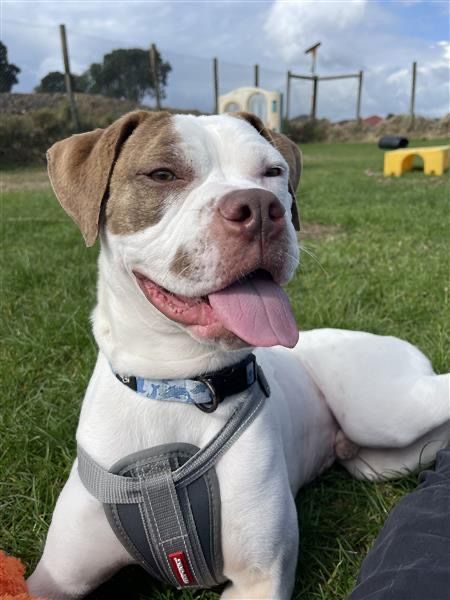 Gallery image: Peanut