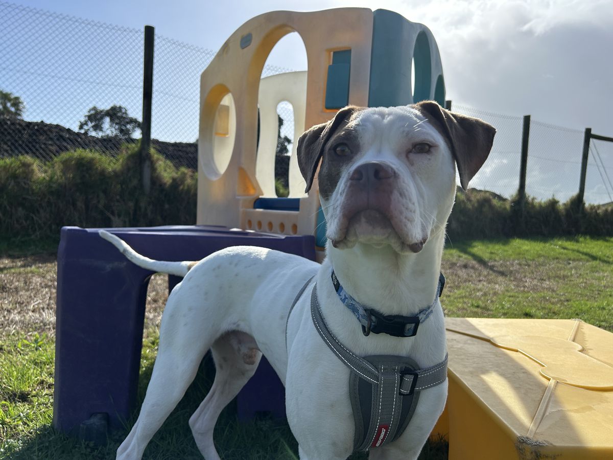 Gallery image: Peanut